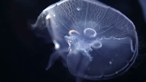 Exotic Jellyfish In Movement Stock Footage Video 3394301 - Shutterstock