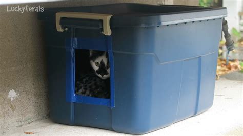 10 Ways To Get A Cat To Use A Feral Cat Shelter - Lucky Ferals