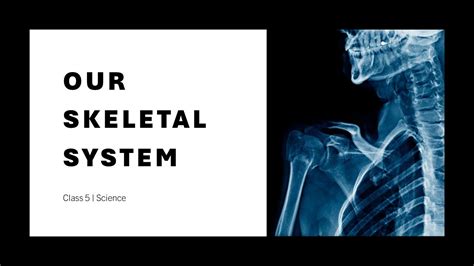 The Skeletal System Class Cbse Science Quick Revision Nep