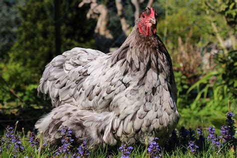 Orpington Chicken Facts - Raising Awesome Chickens