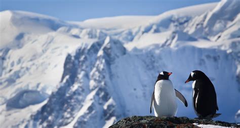 Are There Penguins or Polar Bears in Alaska?