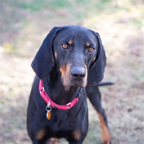 Bingo, 14-month-old Black and Tan Coonhound mix needs forever home