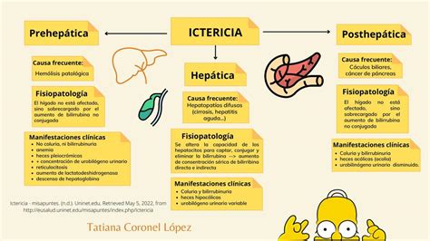 Res Menes De Ictericia Hep Tica Descarga Apuntes De Ictericia Hep Tica