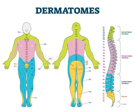 Dermatomes Vector Illustration Labeled Educational Anatomical Skin