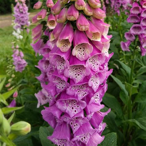 Foxglove Excelsior Mix Organic Adaptive Seeds