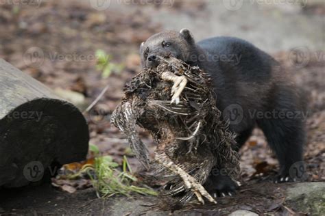 Wolverine portrait while hunting a bird 20300453 Stock Photo at Vecteezy