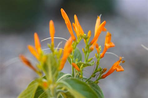 How To Grow And Care For Mexican Honeysuckle Gardeners Path