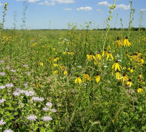 Returning To The Prairie Bison At Midewin National Forest Foundation