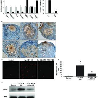 AF H E Staining Of Mouse Ovaries With Tumors Formed By OTICs