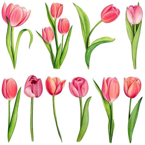 Premium Vector Watercolor Hand Drawn Colorful Tulip Tulip Flower