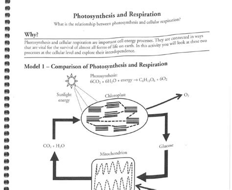 Cellular Respiration Pogil Worksheet Answers