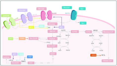 Carbohydrate Metabolism And Mediators Of Metabolic Reprogramming