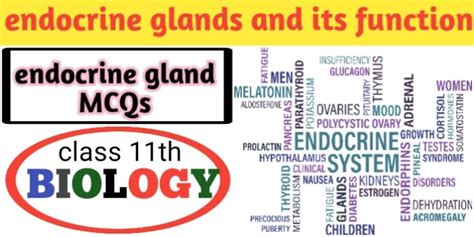 Thyroid And Parathyroid Glands Mcqs With Answers For Neet Jac Exams Biologysir