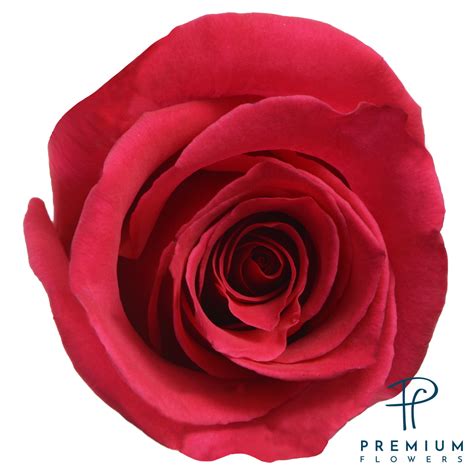 Hot Princess Premium Flowers