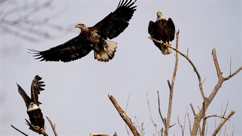 2 eagles 'locked together' found dead in Missouri | ksdk.com