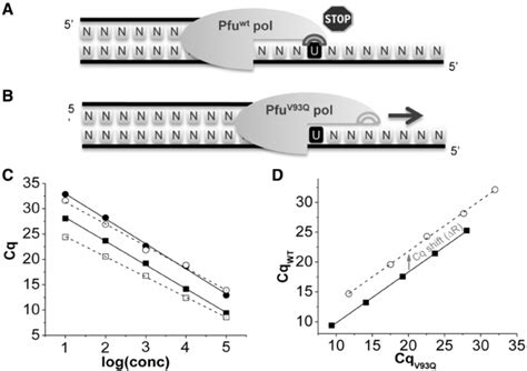 Selectivity Of Pfu Dna Polymerase For Uracil Bases In Dna A Download Scientific Diagram