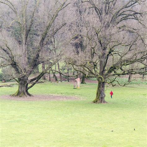 Premium Photo Bare Trees On Grassy Field