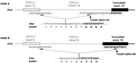 Fip1l1 Pdgfra Fusion Protein