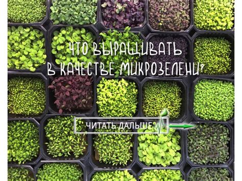 Что выращивать в качестве микрозелени?
