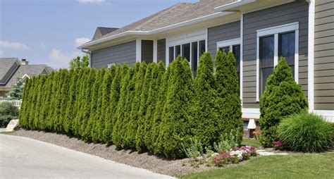 A Natural Arborvitae Hedge Row As A Fence Outdoor Decor Green Fence