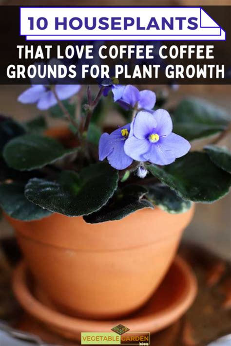 Houseplants That Love Coffee Coffee Grounds For Plant Growth