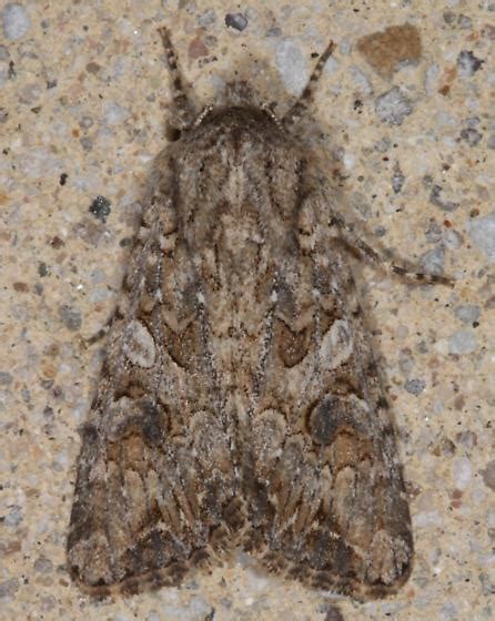 Mottled Brown Moth Anarta Trifolii Bugguidenet