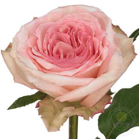 Саженец Роза Пинк О'Хара (Rosa Pink O'Hara) купить в Москве по низкой ...