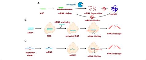 Typical Mechanism Of Oligonucleotide Drugs A Aso Induced