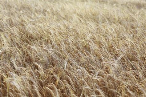 Espigas De Cebada Maduras Amarillas En El Campo Fondo De Oto O Foto