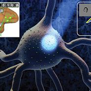 Neural Circuits for Intelligence | The Center for Brains, Minds & Machines