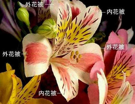 進化 網状脈から平行脈へ