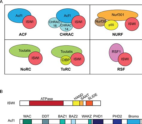 Figure 6 From ATP Dependent Nucleosome Sliding By ISWI Semantic Scholar