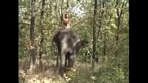 Elephant Search Xvideos