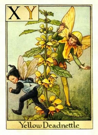 Yellow Deadnettle Flower Fairy Flower Fairy Prints