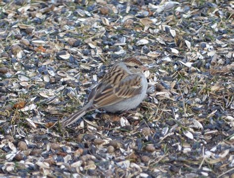 Chipping Sparrow - FeederWatch