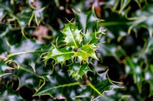 Holly Leaf Identification - 7 Important Signs Must Know