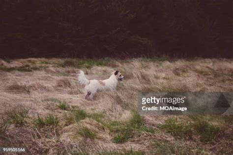 Dog Island New Zealand Photos and Premium High Res Pictures - Getty Images