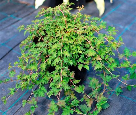 Стефанандра