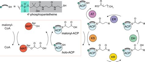 Interfacial Plasticity Facilitates High Reaction Rate Of E Coli Fas