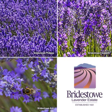 Lavender Garden Express Australias Largest Online Nursery