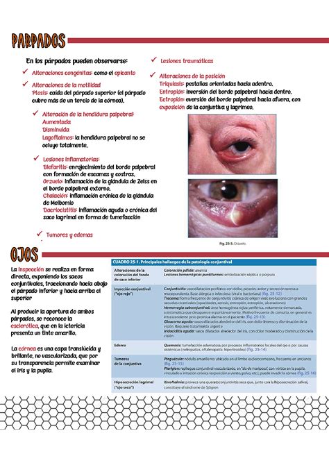 Solution Semiolog A De Cabeza Y Cuello Studypool