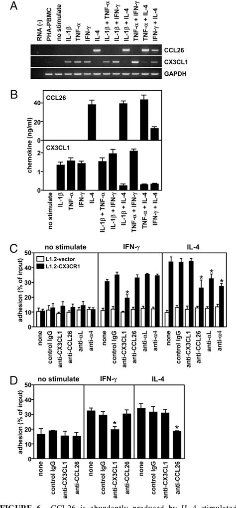 Figure From Eotaxin Cc Chemokine Ligand Is A Functional Ligand