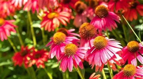 23 Different Types of Beautiful Coneflower Varieties