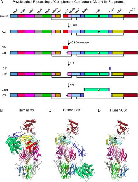 Domain Organization And Three Dimensional Structures Of Complement