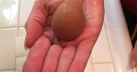 One Of Our Chickens Just Laid Her First Egg Album On Imgur