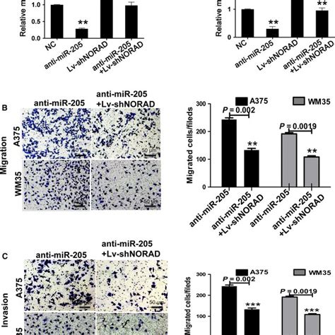 Knockdown Of Norad Suppresses Tumor Growth In Nude Mice A Growth