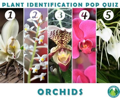 Orchid Identification Quiz - Orchid Resource Center