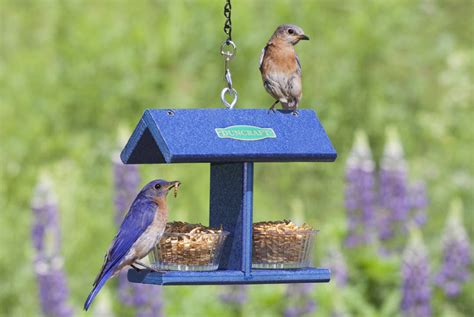 Top 10 Best Bluebird Feeders For 2024 Reviews Orbirds