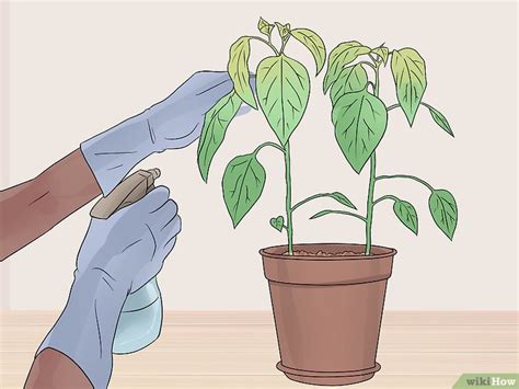 3 Formas De Cuidar De Tus Plantas Wikihow