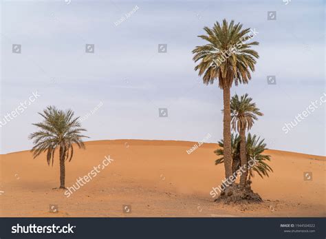 45202 Palm Tree Desert Landscape Images Stock Photos And Vectors